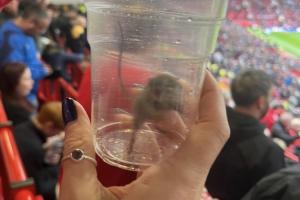 猫抓老鼠专业对口?黑猫桑德兰球迷晒照，在老特拉福德抓住老鼠